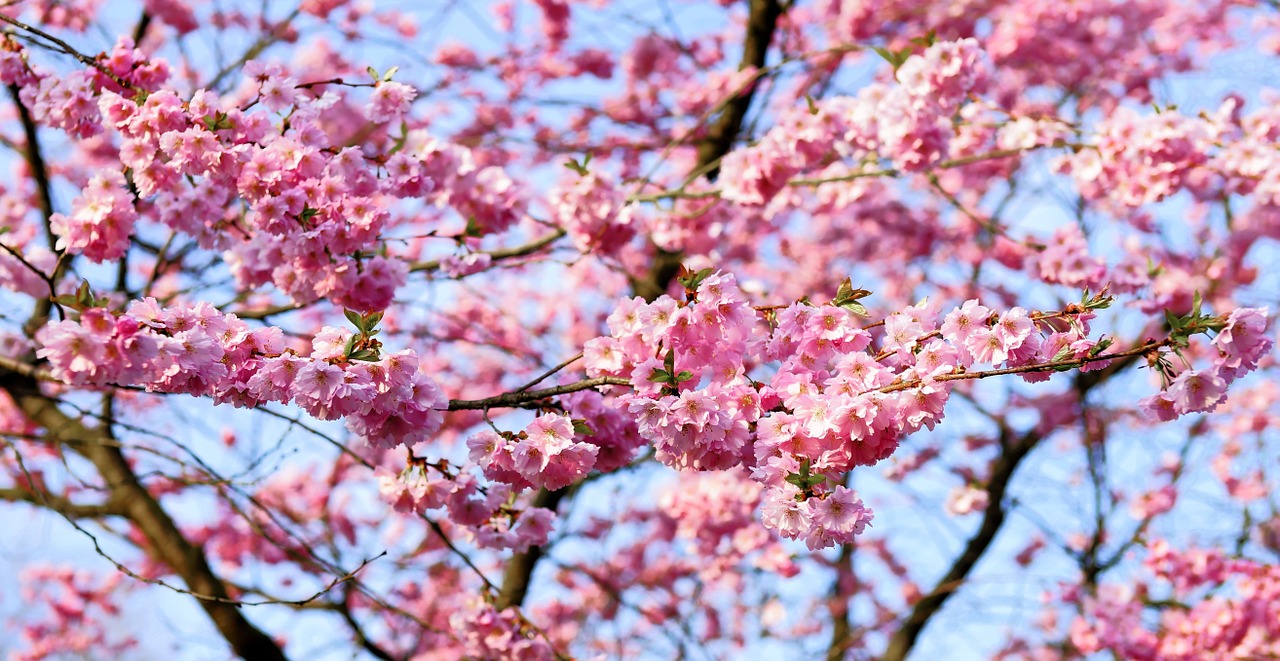 cherry-blossom-1318258_1280.jpg